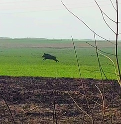 Nádastűz elől menekülő vaddisznó Tiszafüred határában 