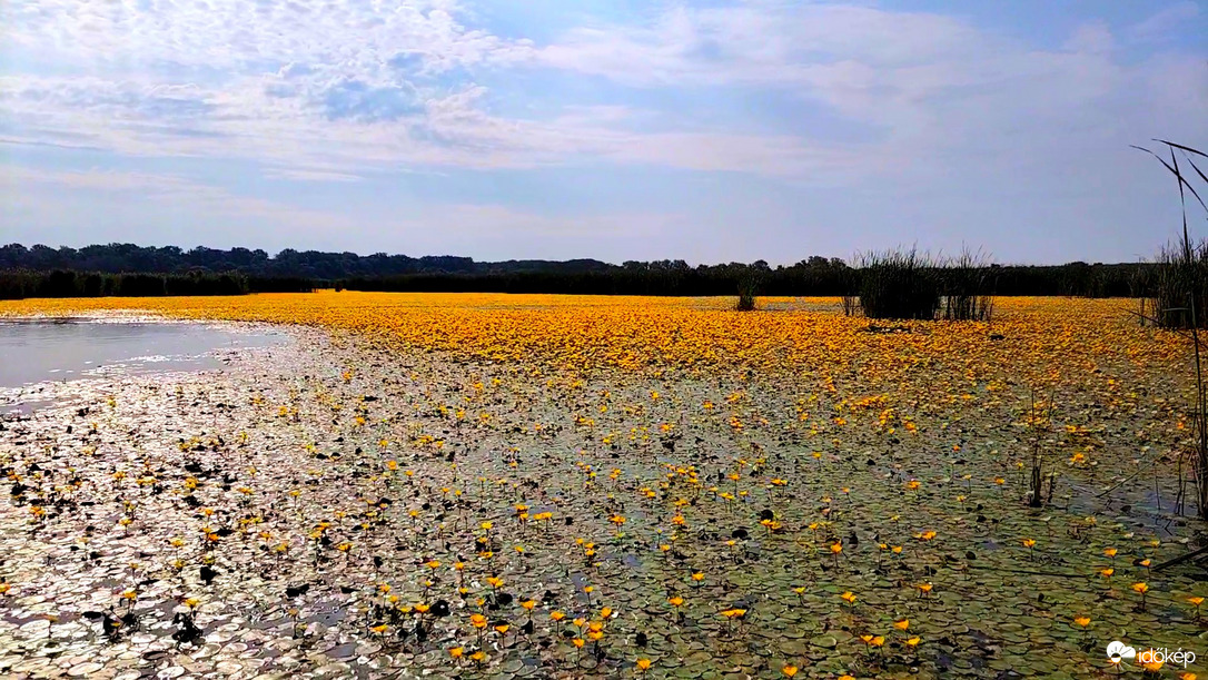 Tisza-tó