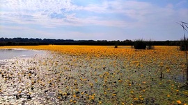 Tisza-tó