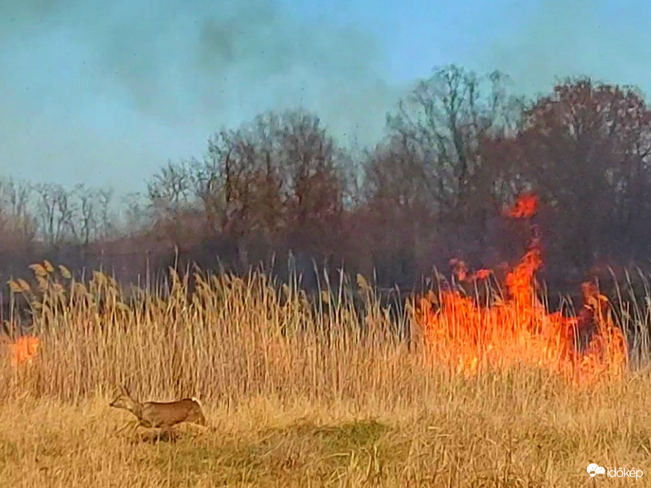Nádastűz elől menekülő őz a Tiszafüred és Egyek között 