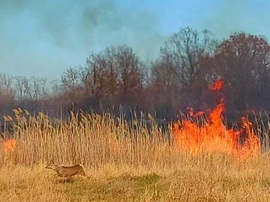 Nádastűz elől menekülő őz a Tiszafüred és Egyek között 