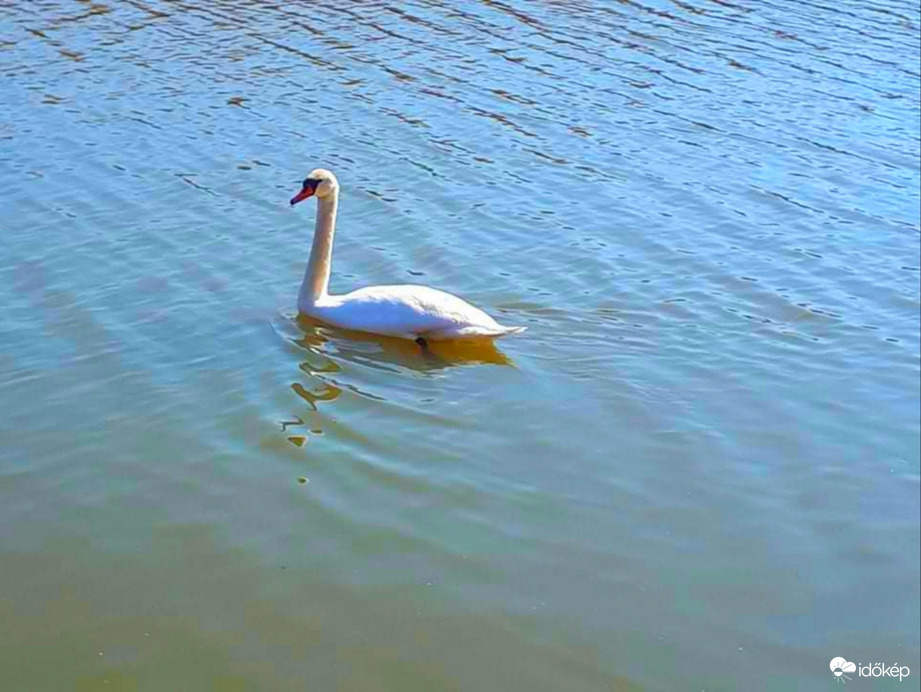 Tisza-tavi hattyú