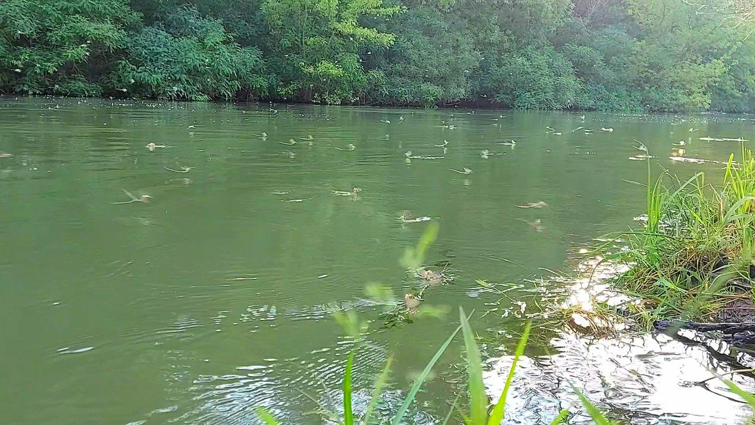 Tiszavirágzás Tiszafüred-Poroszló közötti csatornán