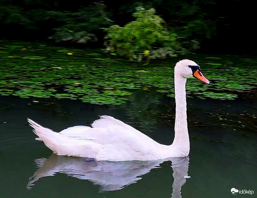 Tiszafüred