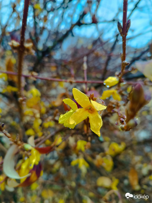 Virágzó aranyeső... novemberben 