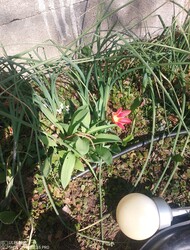 Budapest X.ker - Téglagyárdűlő