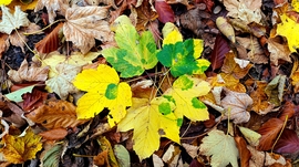 A Bükk őszi csodái - 8