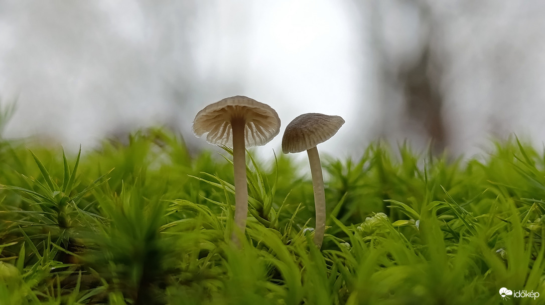 Eső után, a Bükkben - 7