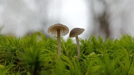 Eső után, a Bükkben - 7