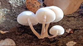 A Bükk őszi csodái - 15