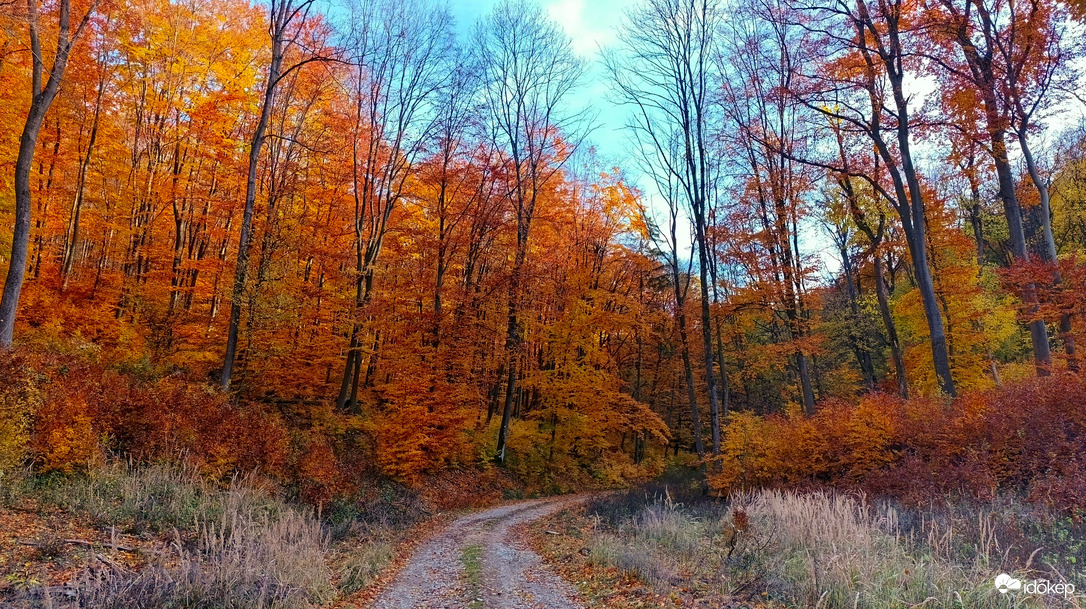 A Bükk őszi csodái - 18
