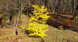 A Bükk őszi csodái - 9