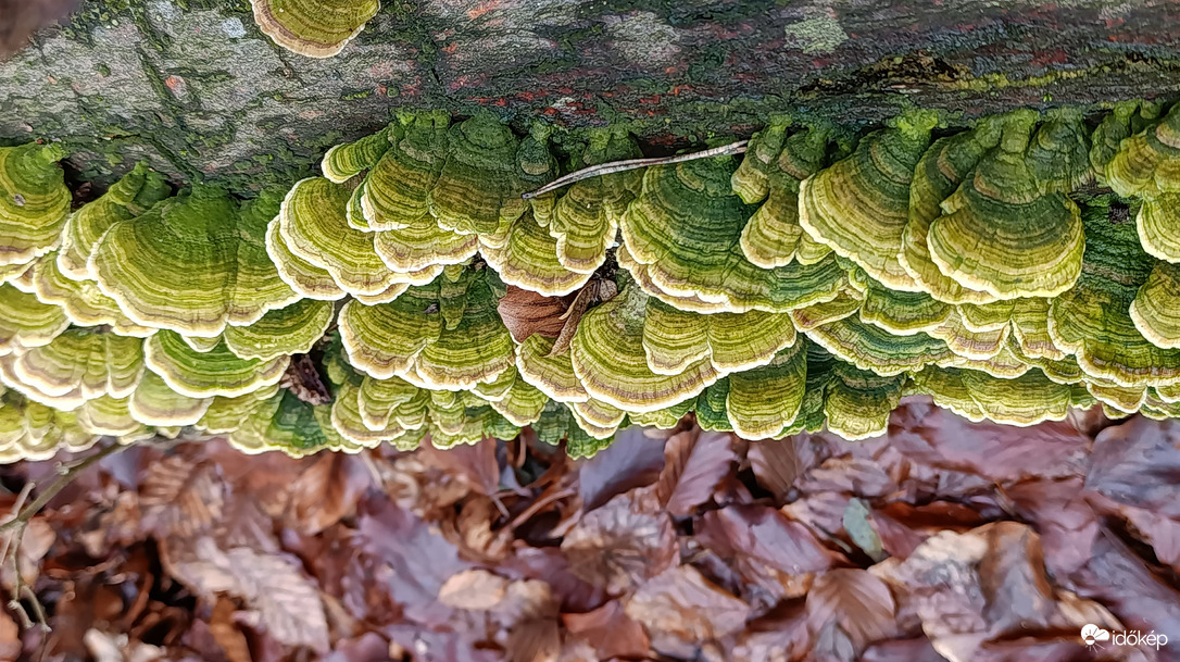 Eső után, a Bükkben - 1