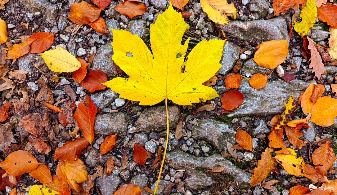 A Bükk őszi csodái - 7