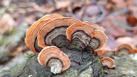 Eső után, a Bükkben - 4