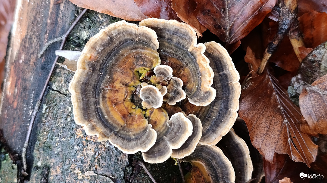 Eső után, a Bükkben - 5