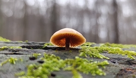 Eső után, a Bükkben - 10