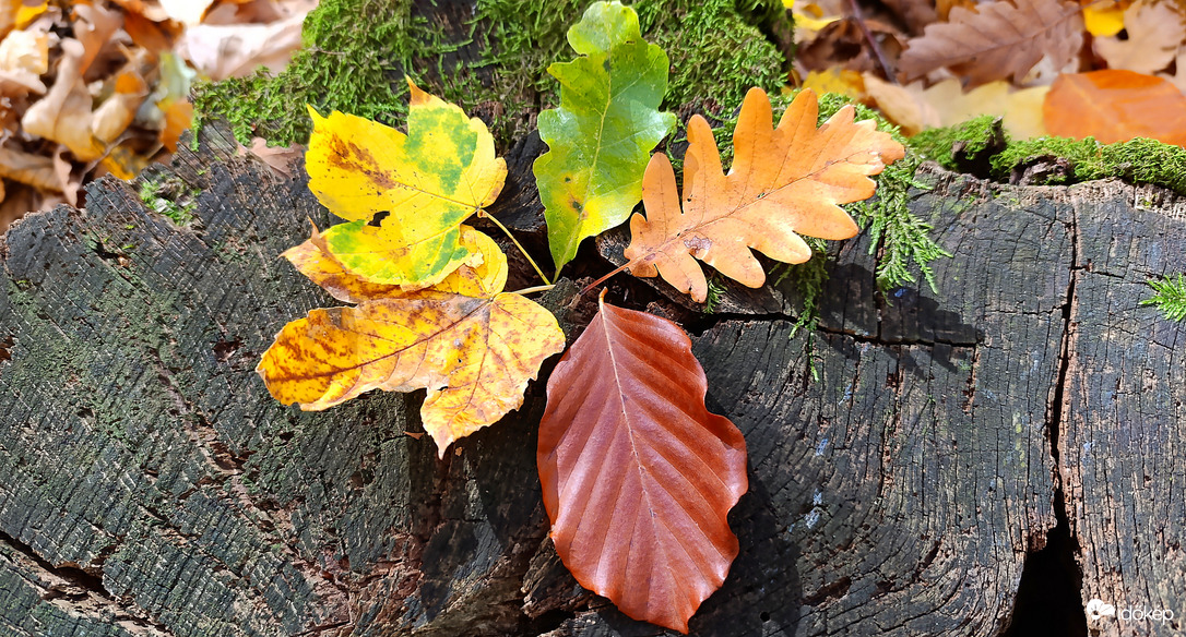 A Bükk őszi csodái - 6