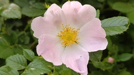 Ezer színbe borult Mecsek - 2