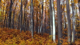 A Bükk őszi csodái - 17