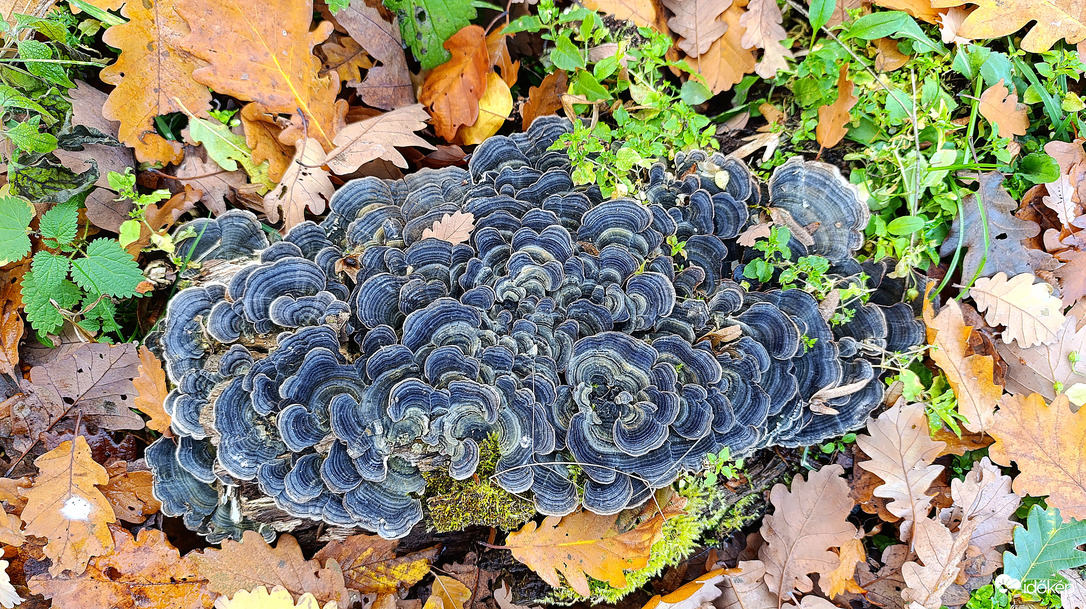 A Bükk őszi csodái - 14