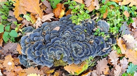 A Bükk őszi csodái - 14