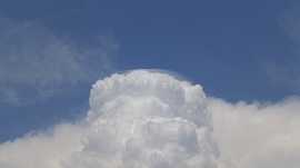Pileus