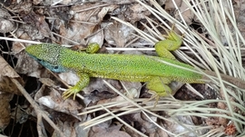 A Balaton-felvidék tavasszal - 6