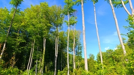 A Bakony apró csodái - 13