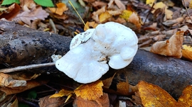 A Bükk őszi csodái - 10