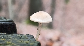 Eső után, a Bükkben - 9