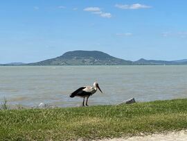 Balatonfenyves