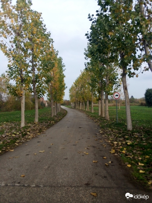 Ősz 2022 utolsó hónapja. Ezek 12 éves nyárfák. Még mink ültettük. Tavaly lettek kezelve, ezért ilyen szép a koronájuk.