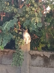 jodlerkonig1 fotója