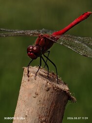 Tiszanagyfalu