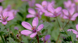 Bürökgémorr (Erodium cicutarium)