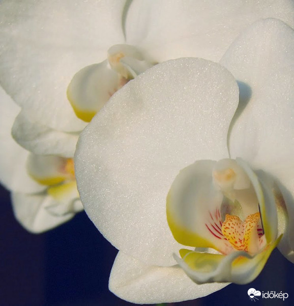 Phalaenopsis