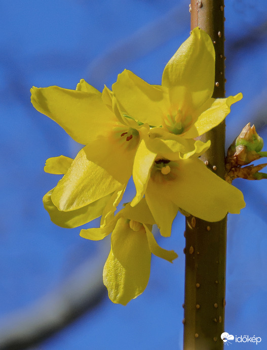 Aranycserje (Forsythia intermedia)
