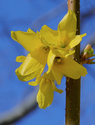 Aranycserje (Forsythia intermedia)