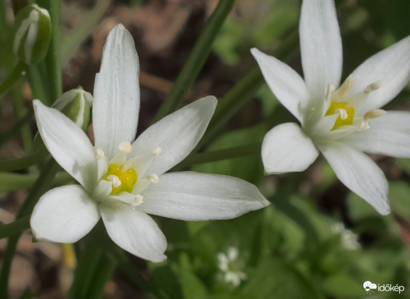 Ernyős madártej (Ornithogalum umbellatum)