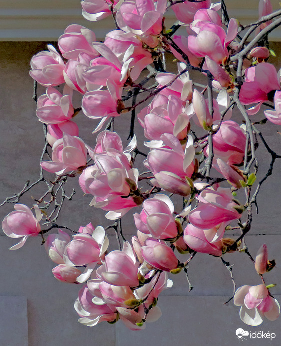 Liliomfa – Magnolia