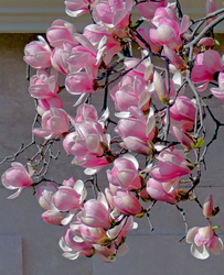 Liliomfa – Magnolia