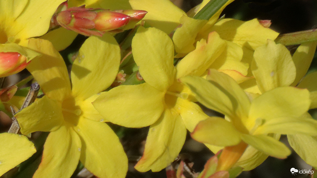 Téli jázmin (Jasminum nudiflorum)