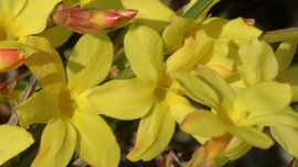 Téli jázmin (Jasminum nudiflorum)