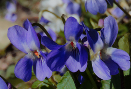 A Budai Arborétumban
