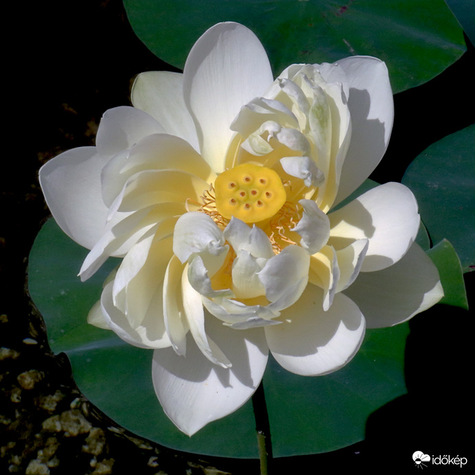 Indiai lótusz - Nelumbo nucifera