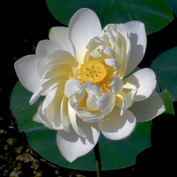 Indiai lótusz - Nelumbo nucifera