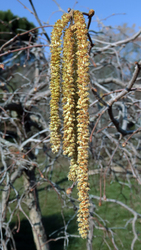 Csavart mogyoró (Corylus avellana) barka virágzata