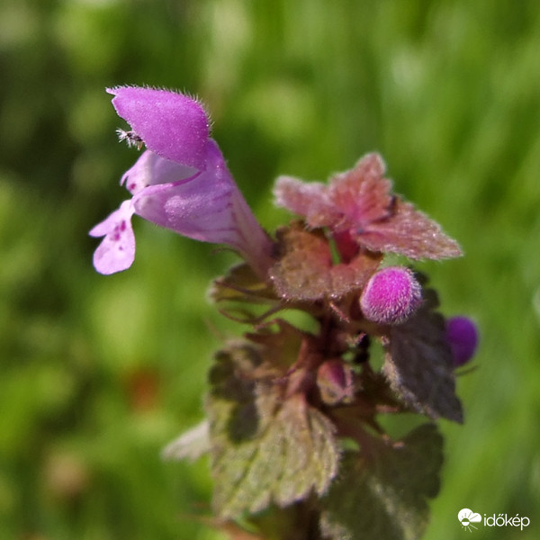 Piros árvacsalán (Lamium purpureum) 