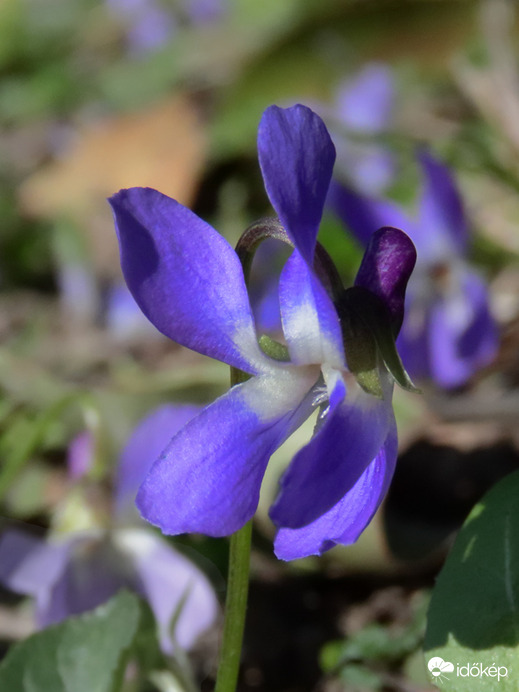 A Budai Arborétumban